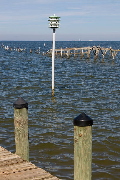 istock Purple Martin House 538479593