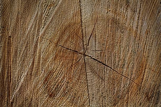 Stump texture of pine wood