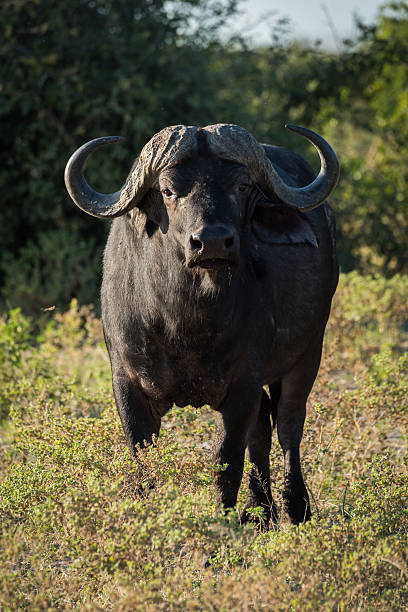 istock Cape buffalo standing facing camera in sunshine 538479828