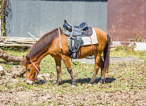 istock Horse with saddle  eating hay 538480467