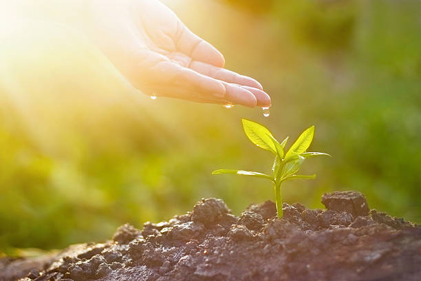 mão de nutrição e de dar água na boca, planta jovem sobre fundo de natureza do sol - ife - fotografias e filmes do acervo