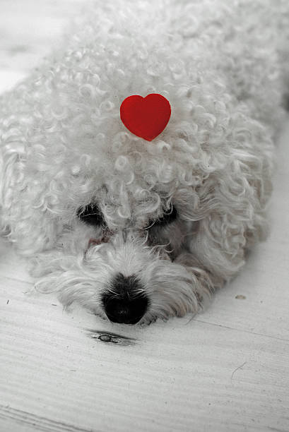 istock dog with heart on his head 538481089
