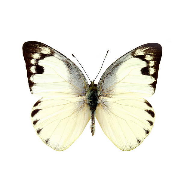 istock colorful butterfly isolated on white 538481425