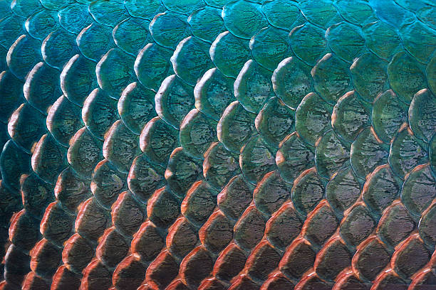 pez escala textura de fondo colorido concepto - animal skin fotografías e imágenes de stock