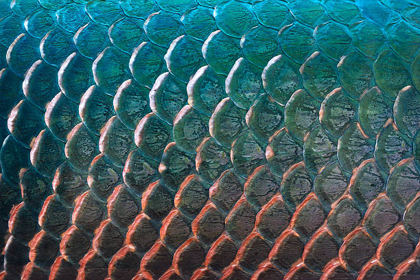 Fish Scale Texture For Background Colorful Concept Stock Photo