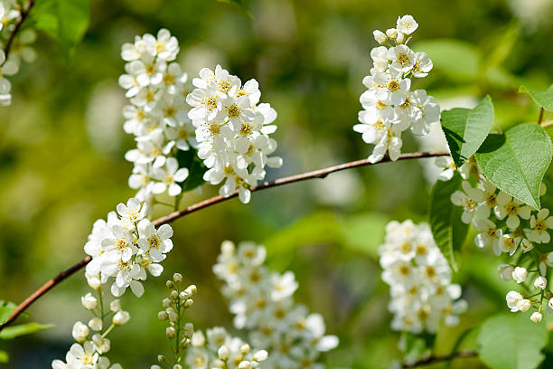 Blooming cherry tree Blooming cherry tree. padus avium stock pictures, royalty-free photos & images