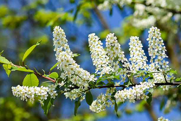 Blooming cherry tree Blooming cherry tree. padus avium stock pictures, royalty-free photos & images