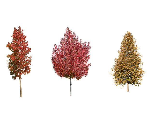 Red Trees  Isolated On White Background Red Maple , American Sweet Gum  And Turkish Hazel Isolated On White Background acer palmatum osakazuki stock pictures, royalty-free photos & images
