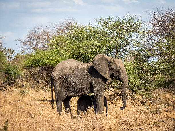 Mama Elephant and Baby Portrait