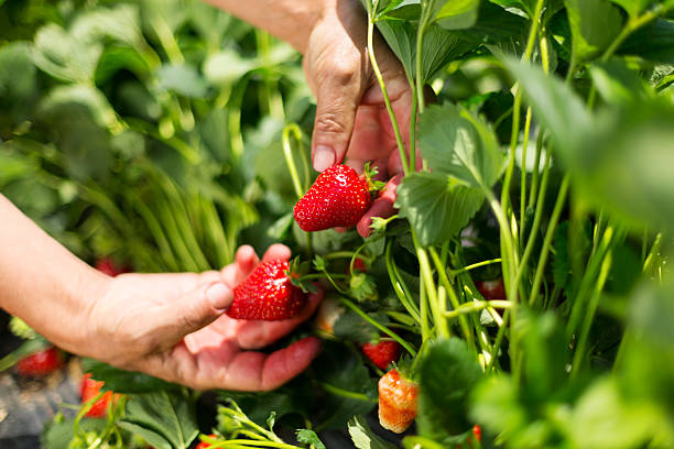 cueillir des fraises - chandler strawberry photos et images de collection