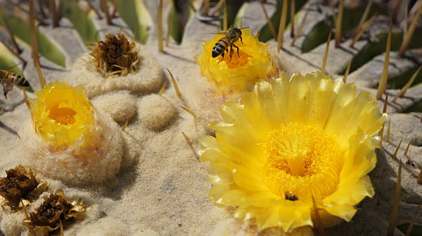 Flower of Echinocactus grusonii and Honey bee stock photo