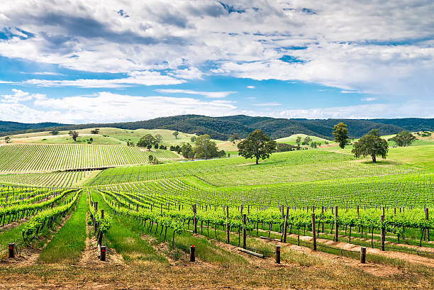 vin de la vallée de barossa - south australia photos et images de collection