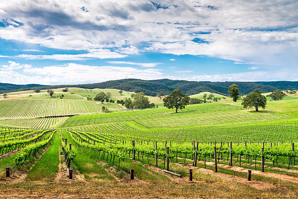 vino valle di barossa - food hill landscape farm foto e immagini stock