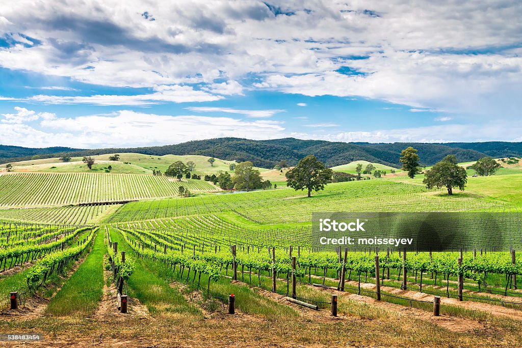 Wine valley in Barossa Picturesque wine valley in Barossa, South Australia. Color-toning effect appplied Adelaide Stock Photo