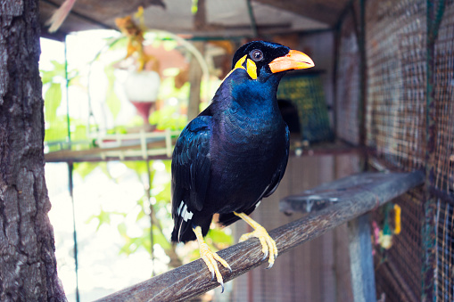 The common hill myna (Gracula religiosa) also called \