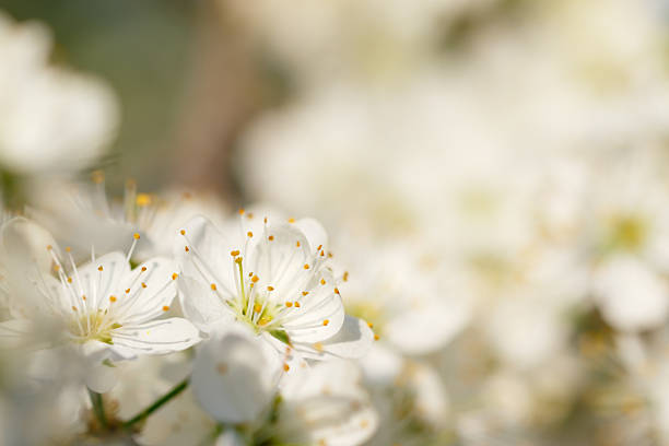 istock Blooming tree blackthorn on the sky background 538483946
