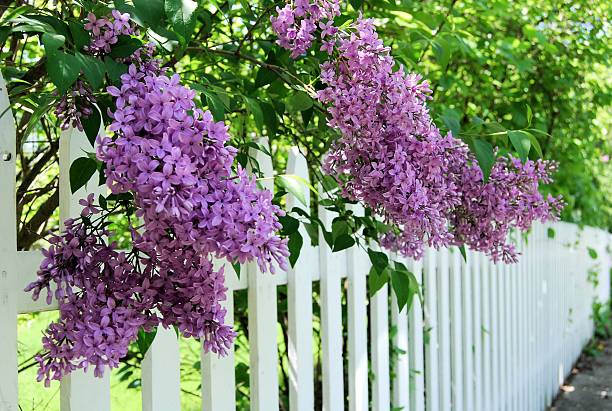 Lilacs Over the Fence stock photo