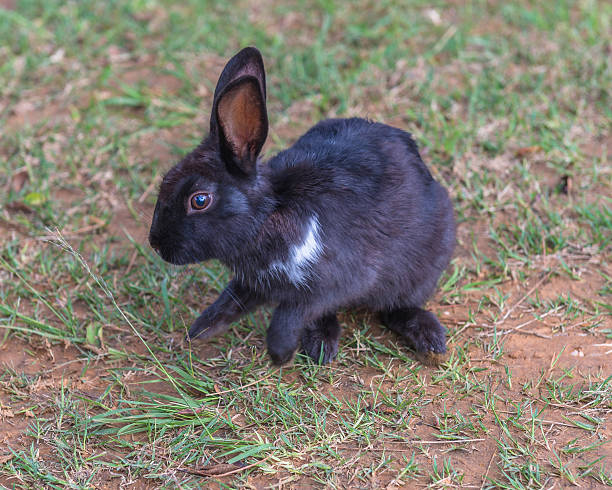 istock Rabbit, South Africa,  December 14, 2014 538484105