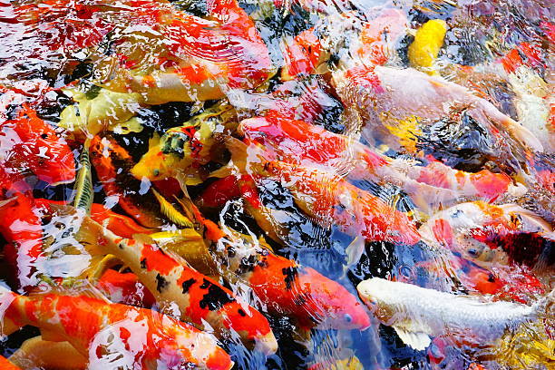 istock Colorful carp fishes 538484288