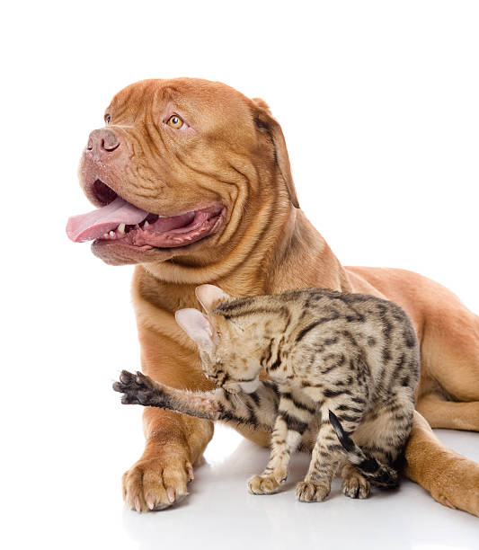 istock French mastiff and Bengal cat (Prionailurus bengalensis) lying together 538485122