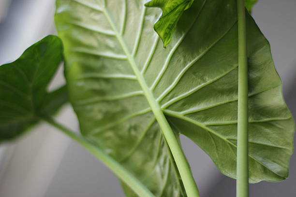 アダムの葉 - plant taro textured new leaf ストックフォトと画像