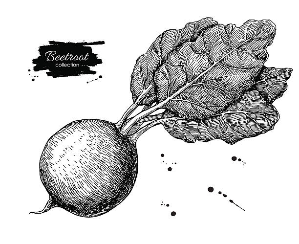 ビートルート手描きのベクトルます。野菜入りスタイル illustratio - beet common beet isolated root vegetable点のイラスト素材／クリップアート素材／マンガ素材／アイコン素材