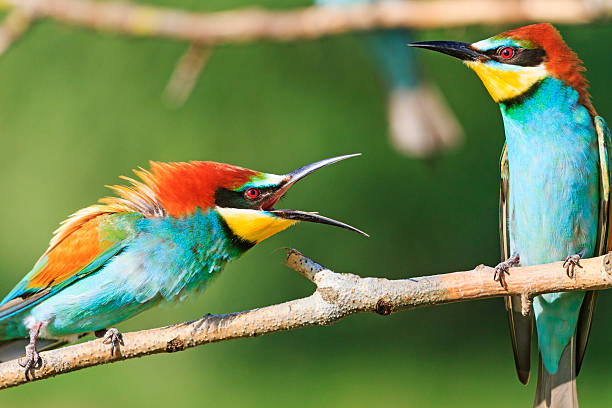 istock couples quarrel european bee eaters 538488816