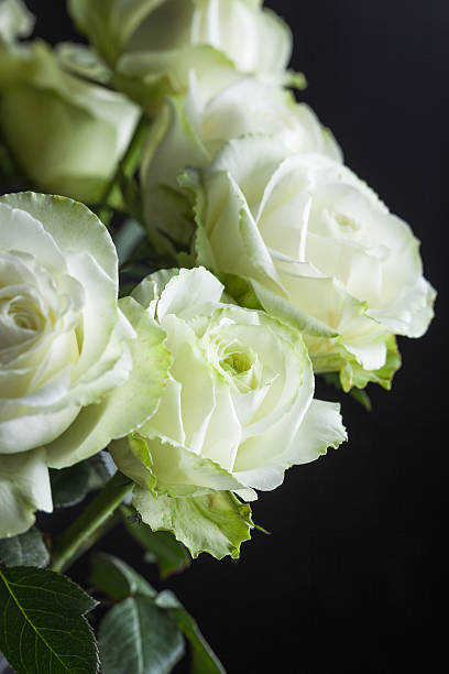 bunch of beautiful white roses with black background http://i1298.photobucket.com/albums/ag50/nanoqfu/flower%20studio%20shot%20black%20background_zpssvmsa8zi.jpg