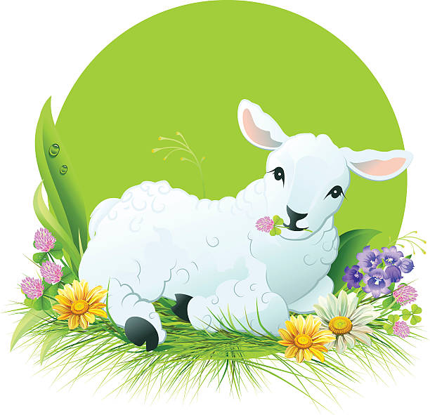 специальное предложение ид аль adha. белый ягненка лежа на траве - lamb animal farm cute stock illustrations