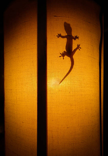 The dark silhouette of a Tokay Lizard Ghecko (Gekko gecko) shows through this traditional Thai orange coloured lamp or light shade.  At night this is a common sight throughout Thailand and South East Asia, as the lizards are drawn to the insects gathering around the light, to eat.  These animals are harmless to humans and usually a welcome visitor as they keep the bug population down.