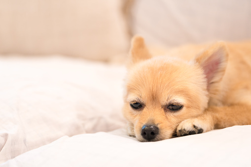 Tired and sleepy pomeranian dog, focus on the eye, with copy space, concept of hanging over or Monday work