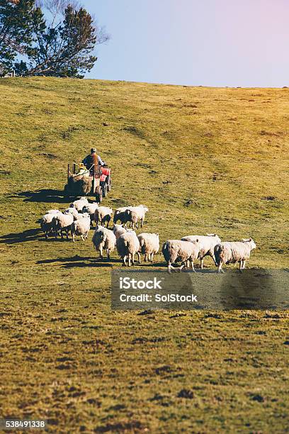 Farmer Driving Quad Bike Stock Photo - Download Image Now - Quadbike, Farmer, UK