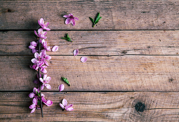 istock Peach blossom on old wooden background. Fruit flowers. 538493300