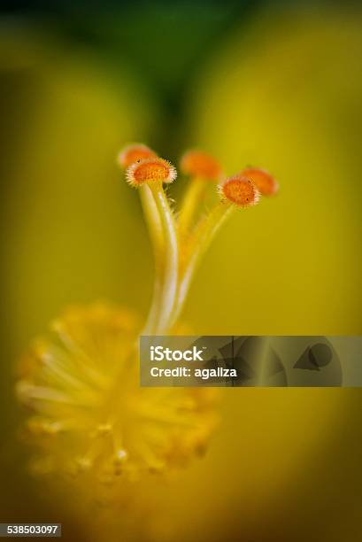 Closeup Of Stigma Of Yellow Hibiscus Flower Stock Photo - Download Image Now - 2015, Blossom, Bright