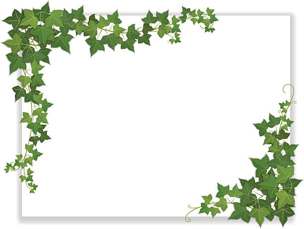 paper sheet decorated ivy white paper sheet decorated hanging ivy ivy stock illustrations