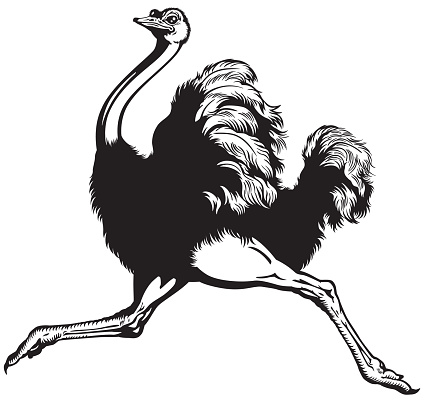 running ostrich , side view black and white image