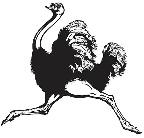 Vector illustration of ostrich