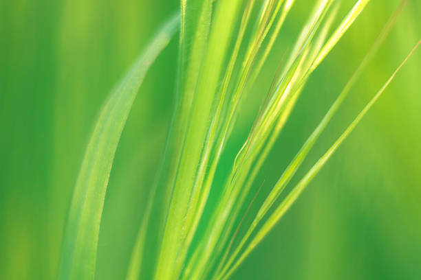 istock Background of green grass on the field on bright day 538506355