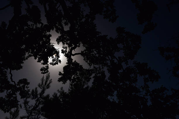 istock natural background of trees 538507033