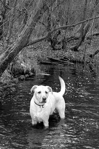 istock Harvey at Wootton woods 538507873