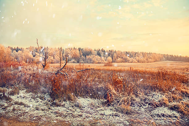 istock Winter landscape, a field with a dry grass and forest 538508899