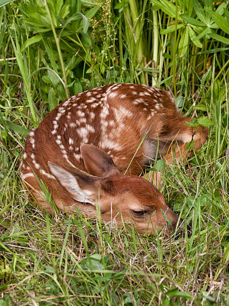istock White tailed deer fawn curled up asleep in the grass 538509689