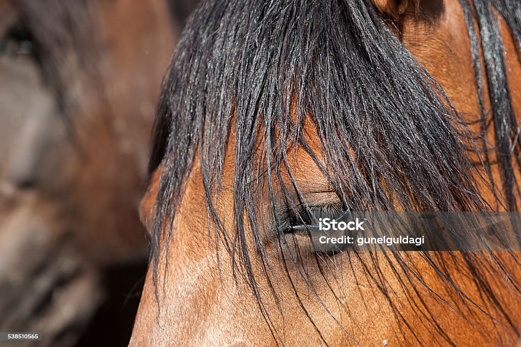 Horse Headshot A true wild horse is a portrait. 2015 Stock Photo