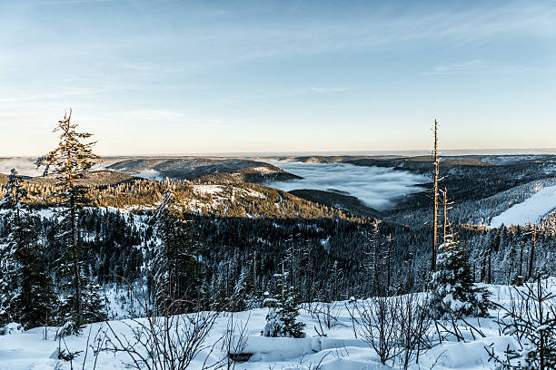 caminhadas de inverno - lumber industry cold day forest imagens e fotografias de stock