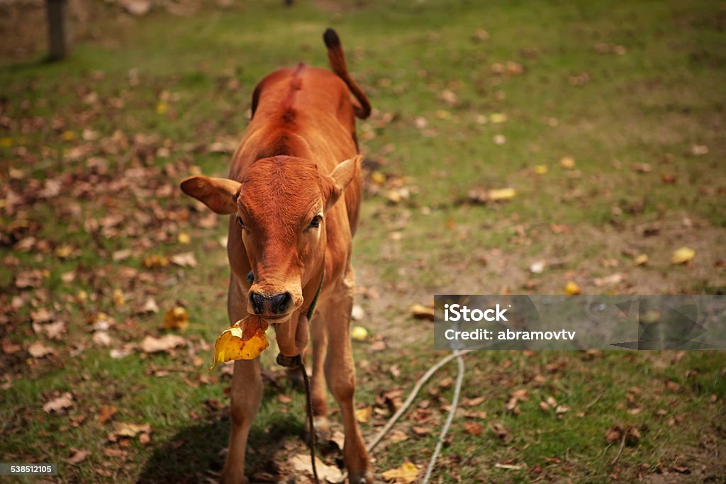 Calf chews leaf Little red calf chews leaf thoughtfully, pretending he is busy 2015 Stock Photo
