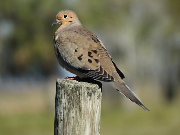 Mourning Dove (Zenaida macroura) Mourning Dove, also called the Turtle Dove, American Mourning Dove or Rain Dove, is standing on a wooden post. zenaida dove stock pictures, royalty-free photos & images