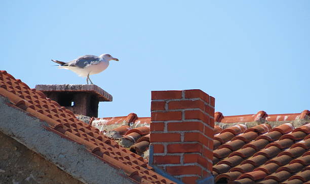 istock sea gull on a tiled roof 538527037