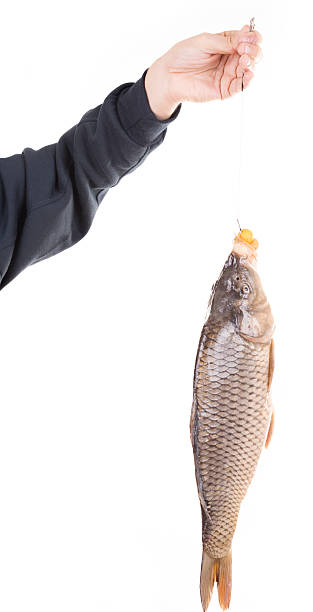 istock carp on hook holded by fmale hand 538527053