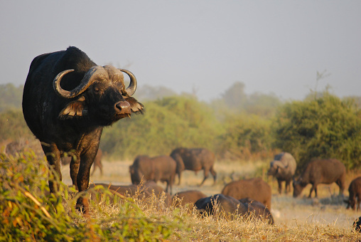 The Cape Buffalo, one of the Big Five at Kruger National Park, South Africa.  The Cape Buffalo is one of the most popular and exciting animals to view, whilst on safari in the Kruger National Park.