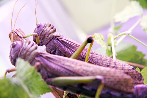 locusts - locust two animals insect pest zdjęcia i obrazy z banku zdjęć